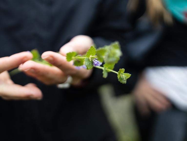 Vildvuchs, München, Wildkräuter, Fermentation, Plant-Based, Vegan, Küche, Workshops, Events, Kurse, Führungen