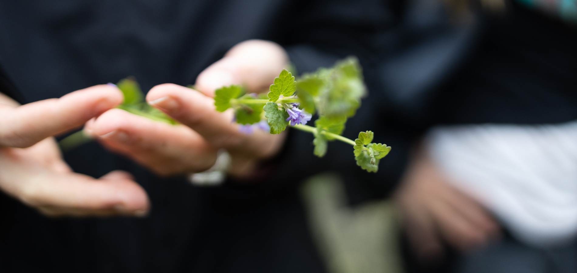 Vildvuchs, München, Wildkräuter, Fermentation, Plant-Based, Vegan, Küche, Workshops, Events, Kurse, Führungen