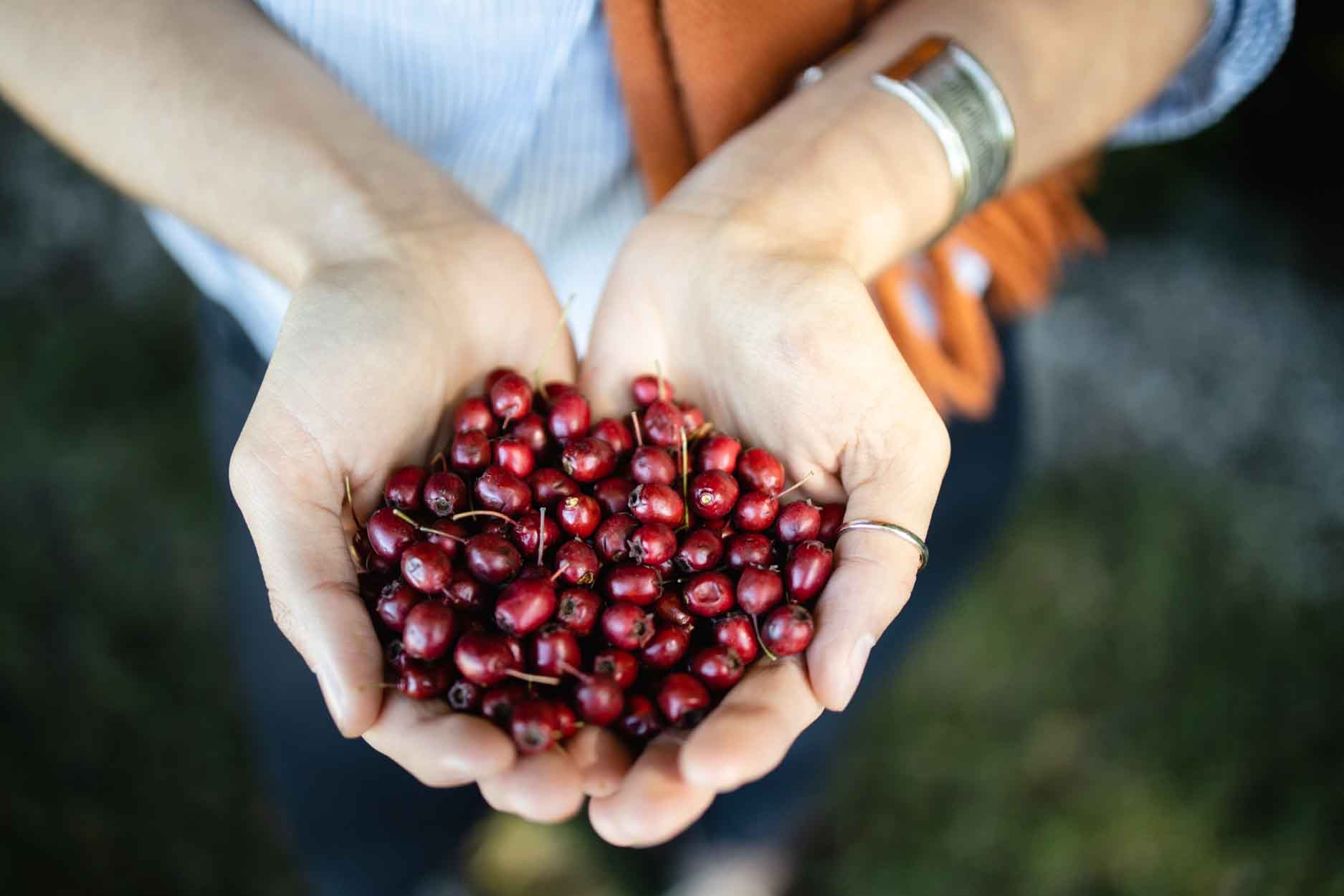 Vildvuchs, München, Wildkräuter, Fermentation, Plant-Based, Vegan, Küche, Workshops, Events, Kurse, Führungen